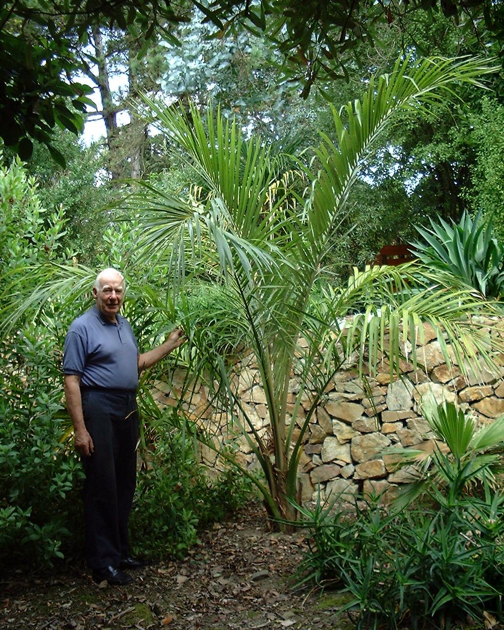 David Robinson in his garden with Juania australis 2003