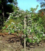 A lone apple tree cannot rely on trees in neighbouring gardens for adequate pollination