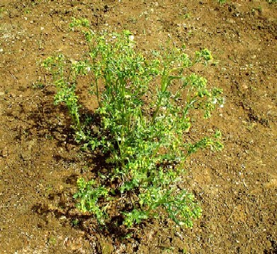 Groundsel - one of the most common and ubiquitous of weeds