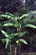 The banana (Musa basjo) in vegetative growth (click on picture for full sized view)